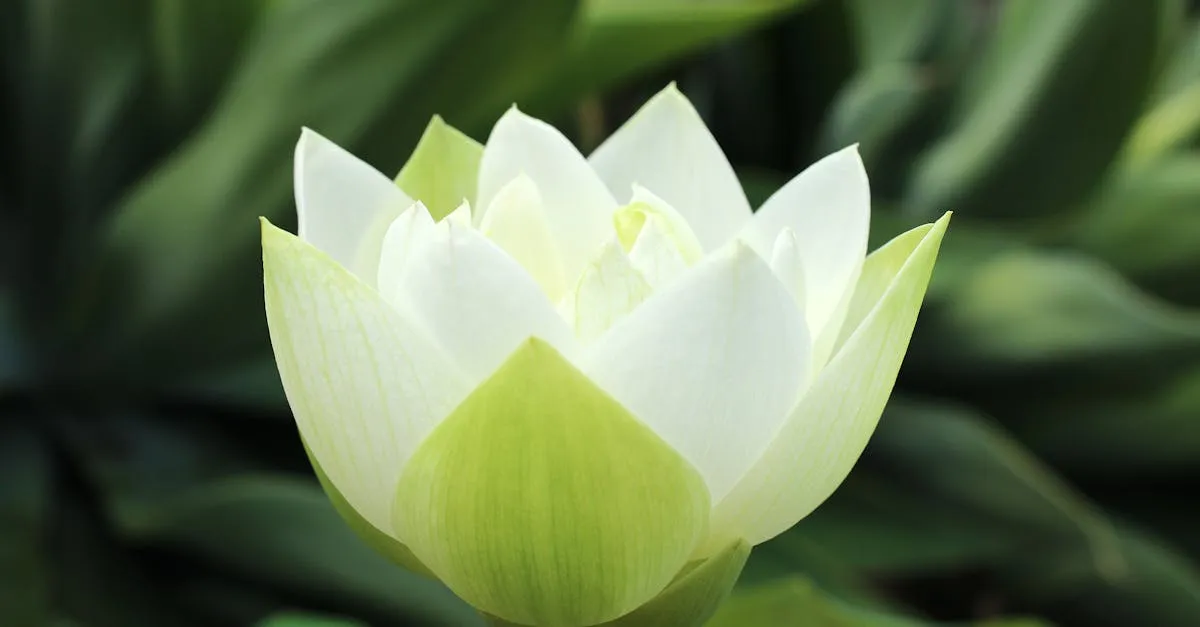 Fleure de lotus tatouage : sens, styles et choix pour yogis